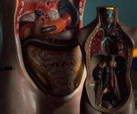 7 do's for better digestion