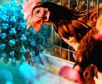 Is the bird flu virus inching closer to humans?