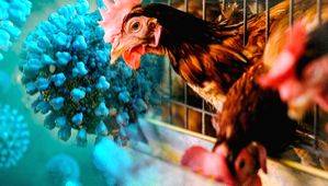 Cambodia records 1st death from H5N1 bird flu so far this year