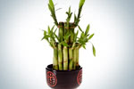 Feng Shui Plants