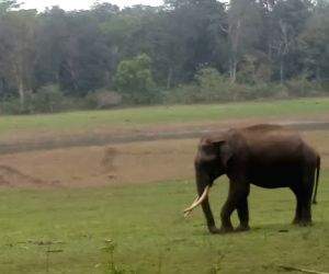 TN government committee identifies 42 elephant corridors in state