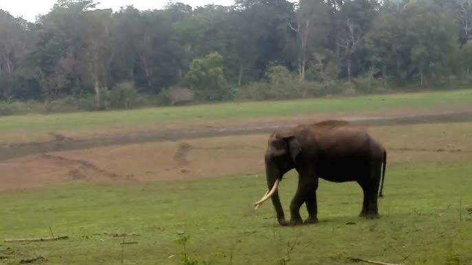 Forest Department employee trampled to death by wild elephant in Maharashtra